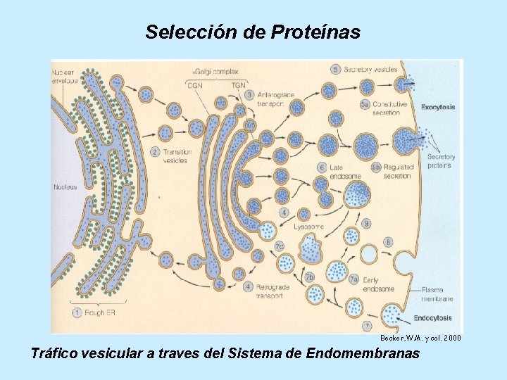 Selección de Proteínas Becker, W. M. y col. 2000 Tráfico vesicular a traves del