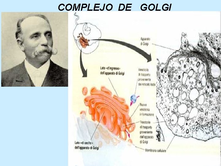 COMPLEJO DE GOLGI 