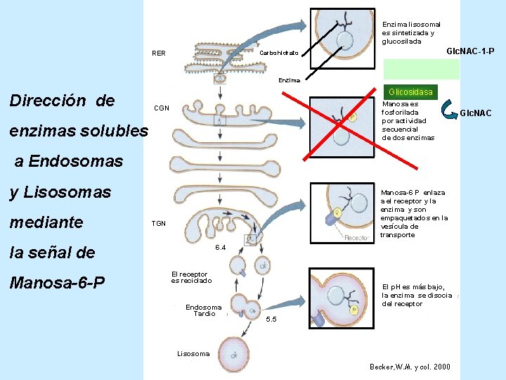 Enzima lisosomal es sintetizada y glucosilada RER Glc. NAC-1 -P Carbohidrato Fosfotransferasa Enzima Dirección