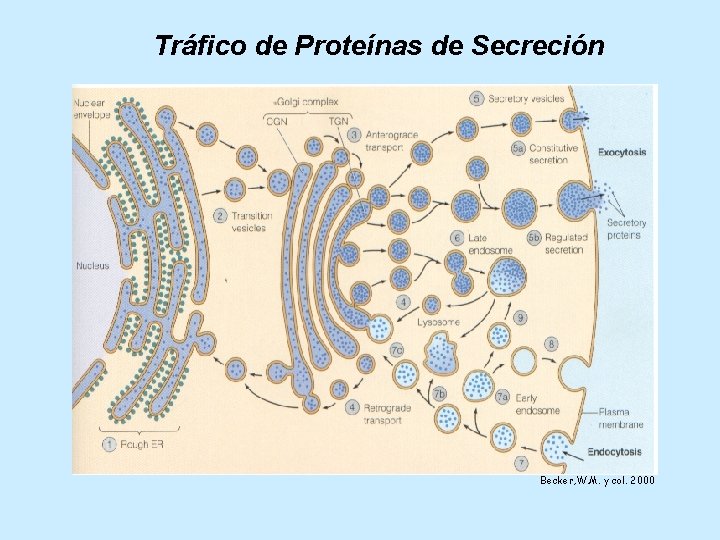 Tráfico de Proteínas de Secreción Becker, W. M. y col. 2000 