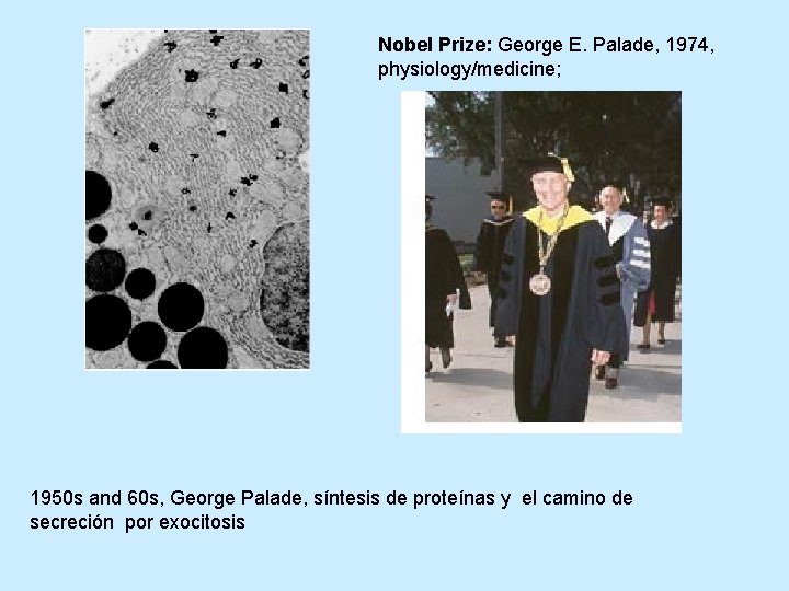 Nobel Prize: George E. Palade, 1974, physiology/medicine; 1950 s and 60 s, George Palade,