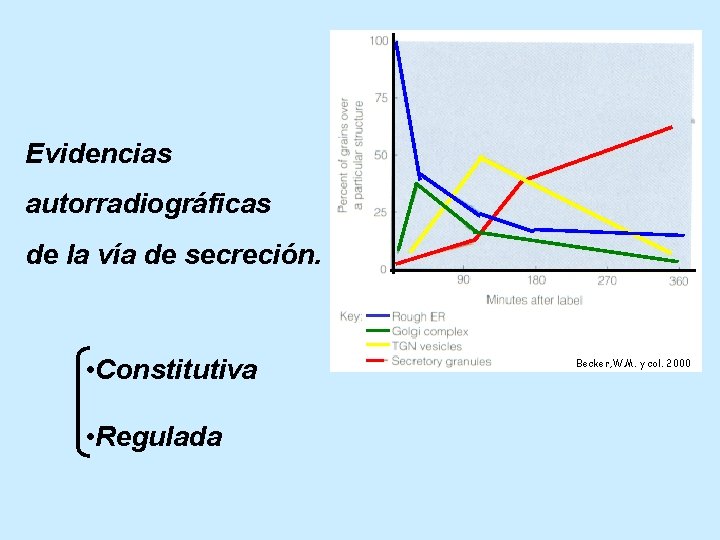 Evidencias autorradiográficas de la vía de secreción. • Constitutiva • Regulada Becker, W. M.