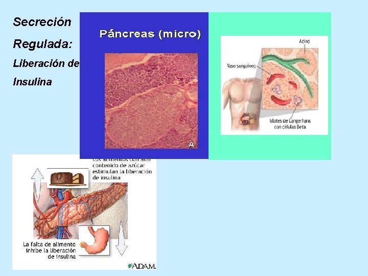 Secreción Regulada: Liberación de Insulina 