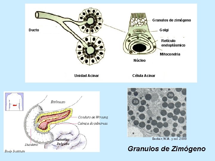 Granulos de zimógeno Ducto Golgi Retículo endoplásmico Mitocondria Núcleo Unidad Acinar Célula Acinar Becker,
