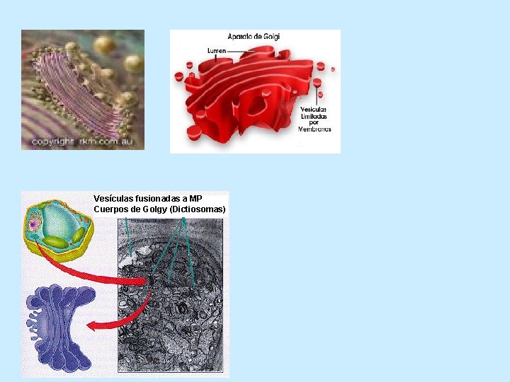 Vesículas fusionadas a MP Cuerpos de Golgy (Dictiosomas) 