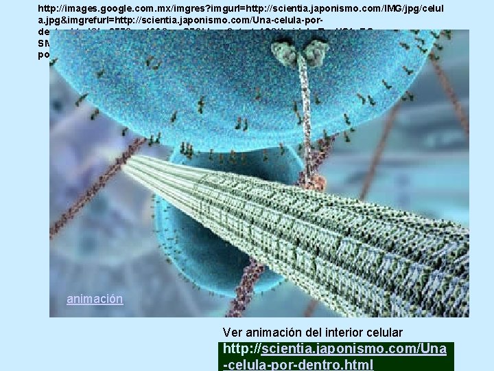 http: //images. google. com. mx/imgres? imgurl=http: //scientia. japonismo. com/IMG/jpg/celul a. jpg&imgrefurl=http: //scientia. japonismo. com/Una-celula-pordentro.