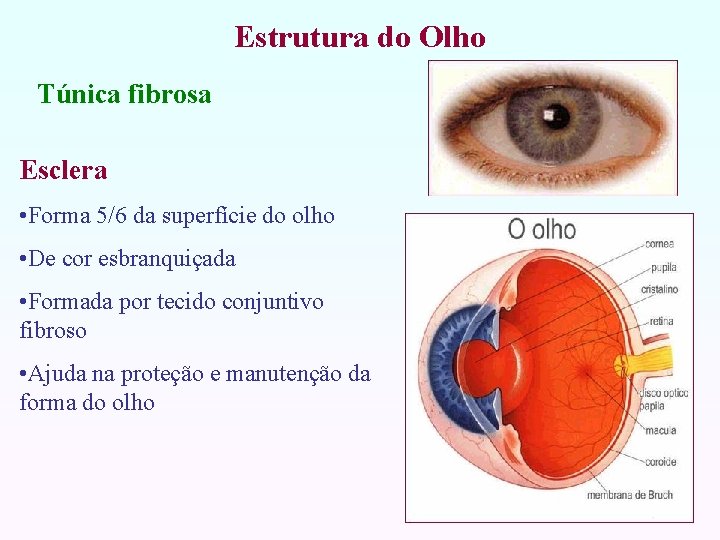 Estrutura do Olho Túnica fibrosa Esclera • Forma 5/6 da superfície do olho •