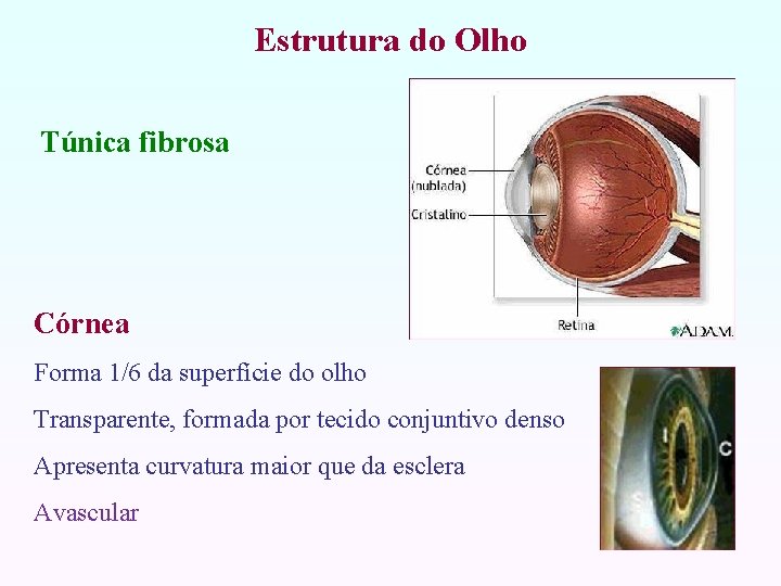 Estrutura do Olho Túnica fibrosa Córnea Forma 1/6 da superfície do olho Transparente, formada