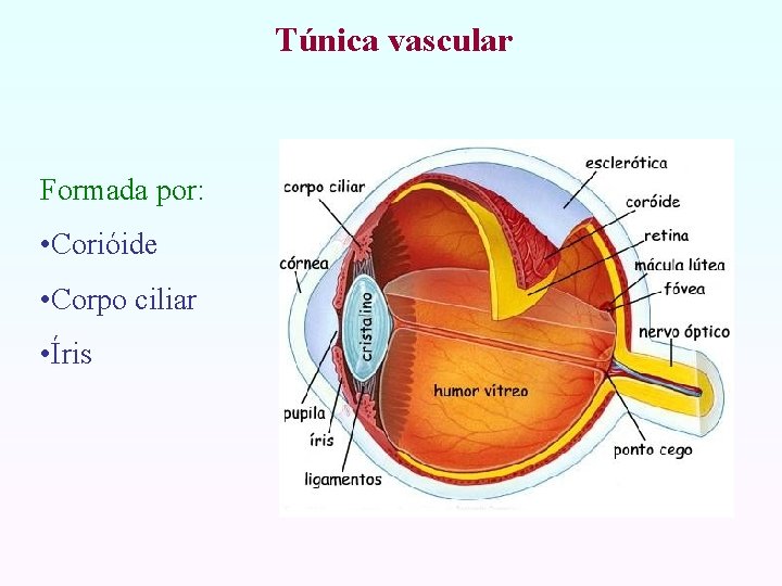 Túnica vascular Formada por: • Corióide • Corpo ciliar • Íris 