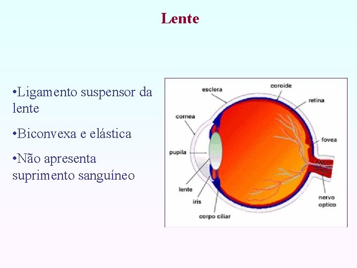 Lente • Ligamento suspensor da lente • Biconvexa e elástica • Não apresenta suprimento