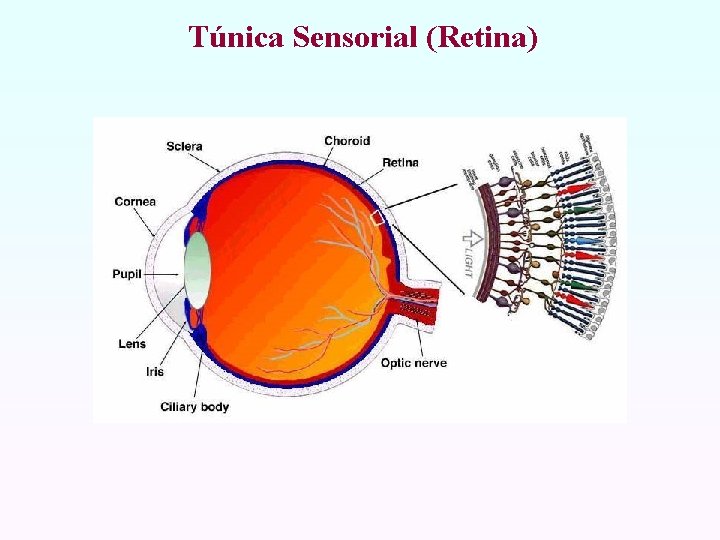 Túnica Sensorial (Retina) 