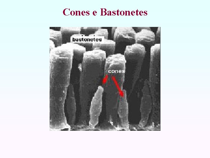 Cones e Bastonetes 