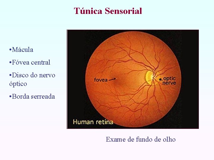 Túnica Sensorial • Mácula • Fóvea central • Disco do nervo óptico • Borda