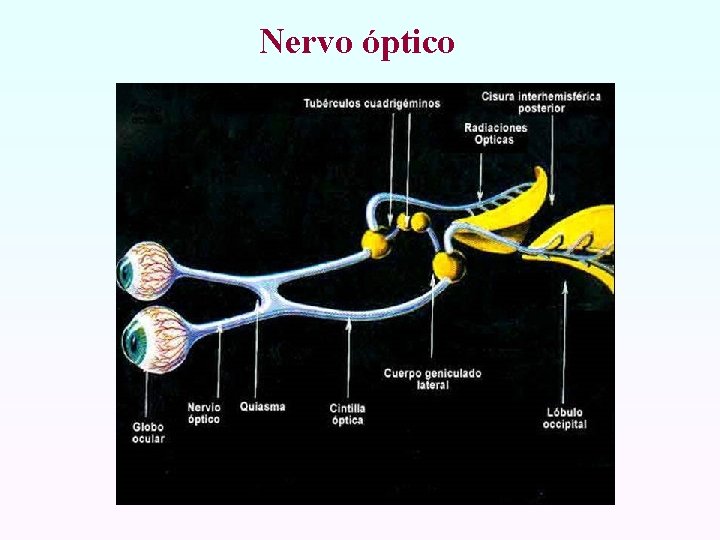 Nervo óptico 