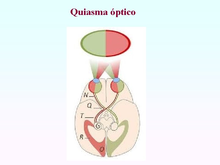 Quiasma óptico 