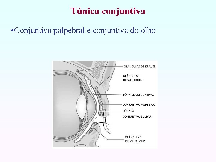 Túnica conjuntiva • Conjuntiva palpebral e conjuntiva do olho 