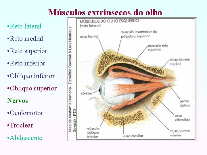 Músculos extrínsecos do olho • Reto lateral • Reto medial • Reto superior •