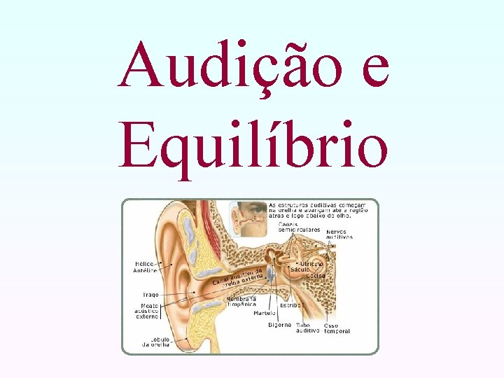 Audição e Equilíbrio 