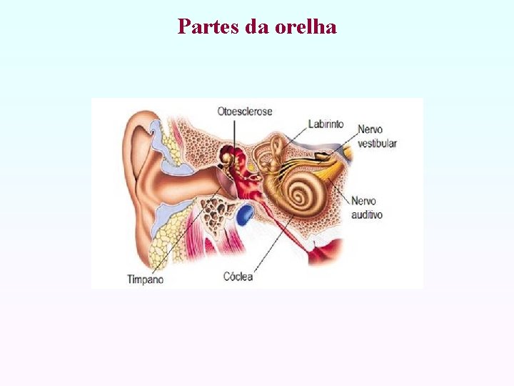 Partes da orelha 