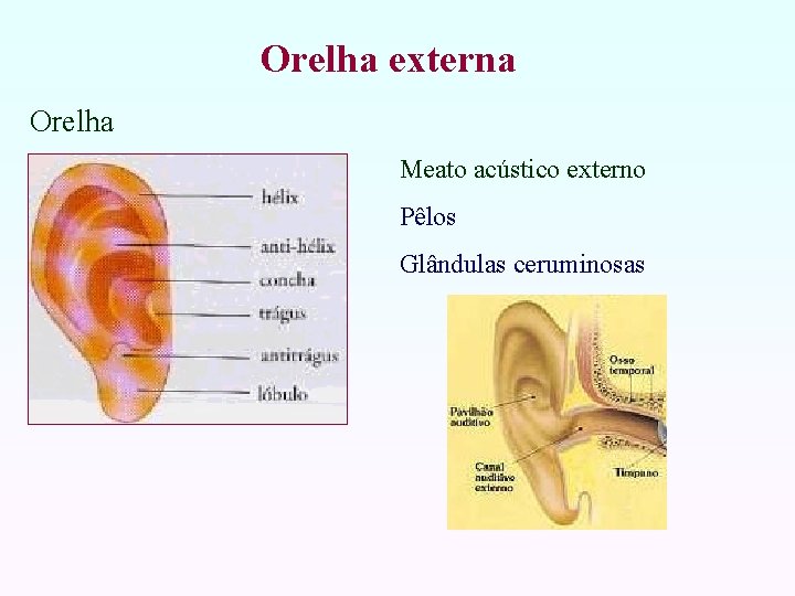 Orelha externa Orelha Meato acústico externo Pêlos Glândulas ceruminosas 