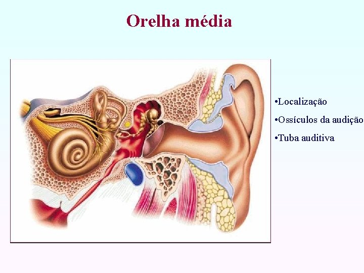 Orelha média • Localização • Ossículos da audição • Tuba auditiva 