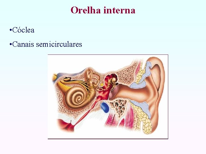 Orelha interna • Cóclea • Canais semicirculares 