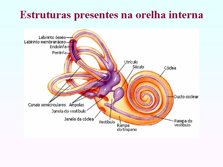 Estruturas presentes na orelha interna 