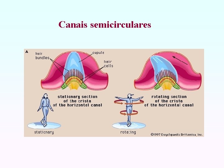 Canais semicirculares 