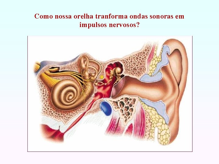 Como nossa orelha tranforma ondas sonoras em impulsos nervosos? 