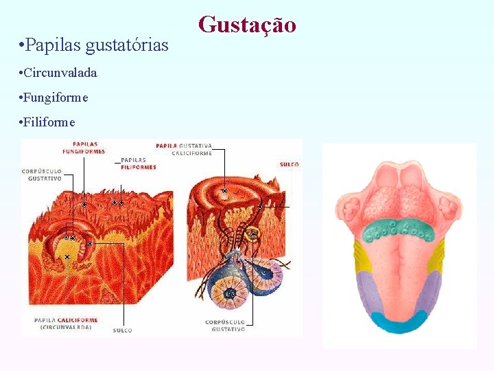  • Papilas gustatórias • Circunvalada • Fungiforme • Filiforme Gustação 