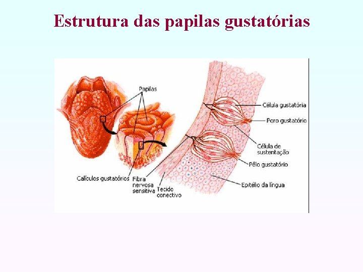 Estrutura das papilas gustatórias 