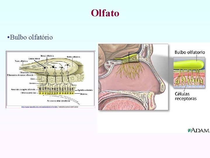 Olfato • Bulbo olfatório 