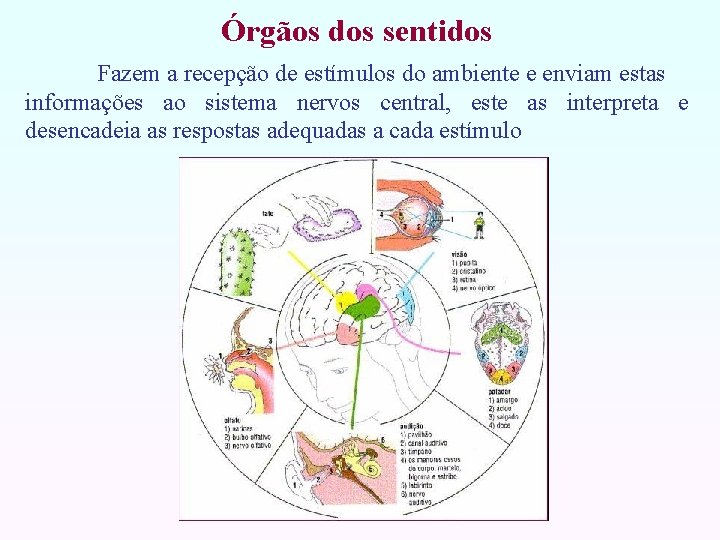 Órgãos dos sentidos Fazem a recepção de estímulos do ambiente e enviam estas informações