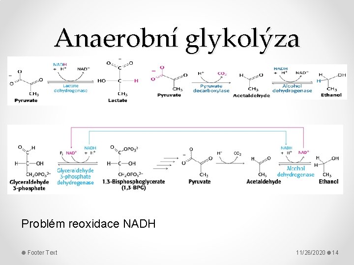 Anaerobní glykolýza Problém reoxidace NADH Footer Text 11/26/2020 14 