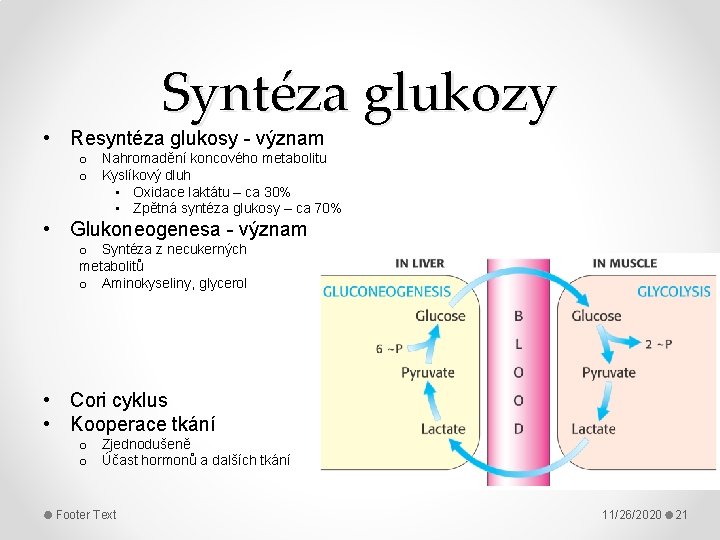 Syntéza glukozy • Resyntéza glukosy - význam o Nahromadění koncového metabolitu o Kyslíkový dluh