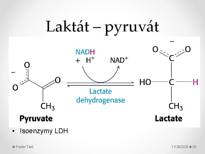 Laktát – pyruvát • Isoenzymy LDH Footer Text 11/26/2020 25 