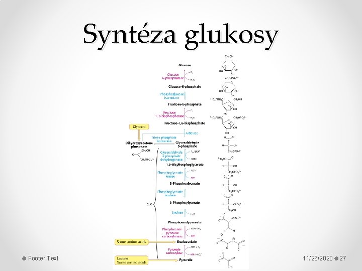 Syntéza glukosy Footer Text 11/26/2020 27 