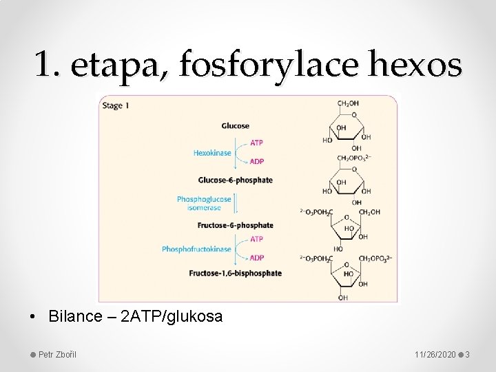 1. etapa, fosforylace hexos • Bilance – 2 ATP/glukosa Petr Zbořil 11/26/2020 3 