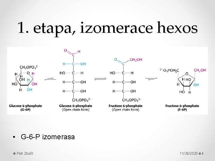 1. etapa, izomerace hexos • G-6 -P izomerasa Petr Zbořil 11/26/2020 4 