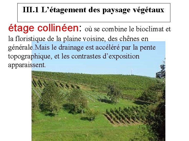 III. 1 L’étagement des paysage végétaux étage collinéen: où se combine le bioclimat et