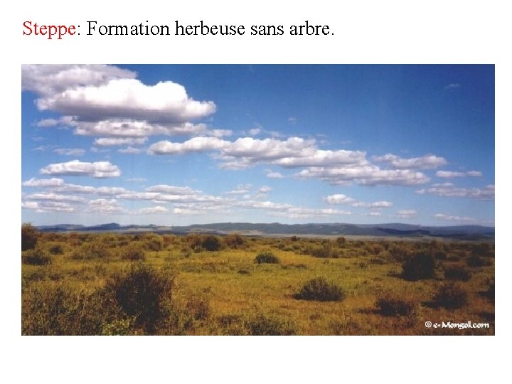 Steppe: Formation herbeuse sans arbre. 