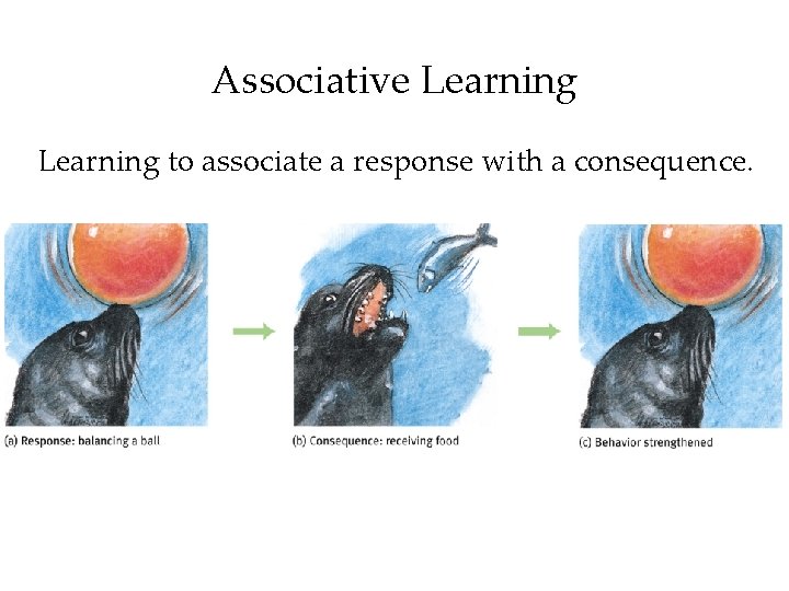Associative Learning to associate a response with a consequence. 