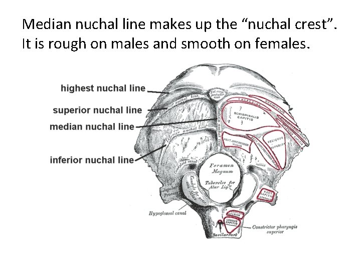 Median nuchal line makes up the “nuchal crest”. It is rough on males and
