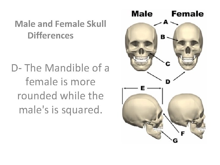 Male and Female Skull Differences D- The Mandible of a female is more rounded