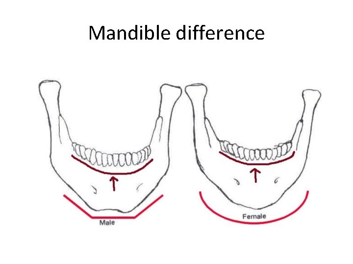 Mandible difference 