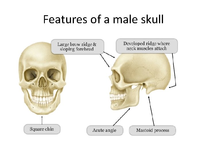 Features of a male skull 