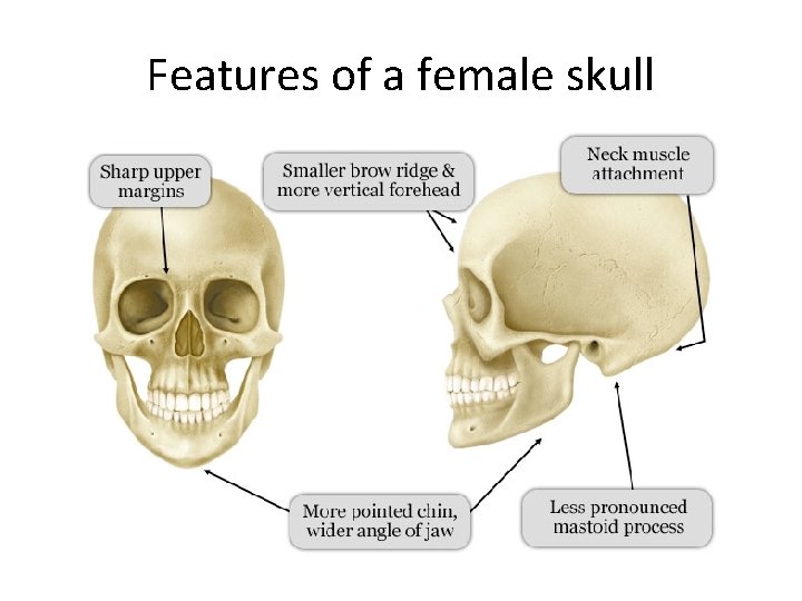 Features of a female skull 