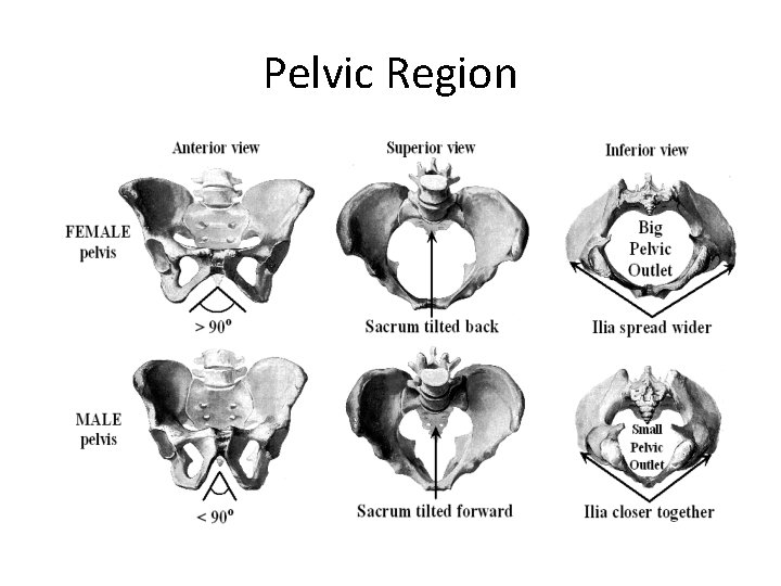 Pelvic Region 