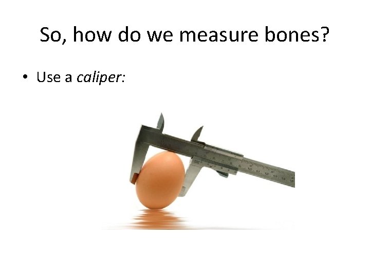 So, how do we measure bones? • Use a caliper: 