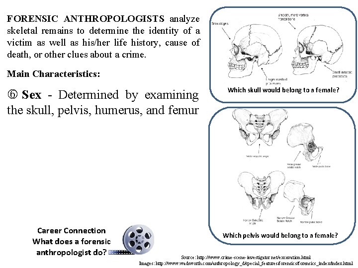 FORENSIC ANTHROPOLOGISTS analyze skeletal remains to determine the identity of a victim as well